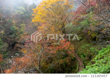 觀賞瀨戶川流域的秋季散步道（高知縣土佐町） 121265457