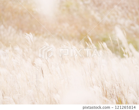 蒲葦在風中搖曳的奇幻景色 蒲葦在風中搖曳的奇幻景色 121265814