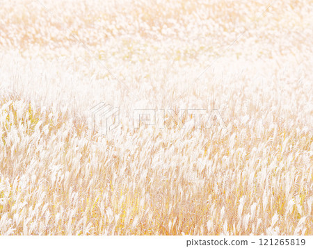 The fantastic scenery of Susukino 121265819