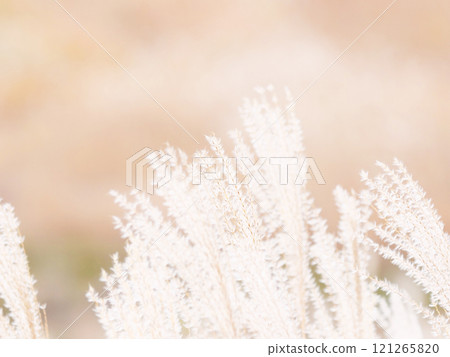 Ears of an ancient Susuki in autumn Ears of an ancient Susuki in autumn 121265820