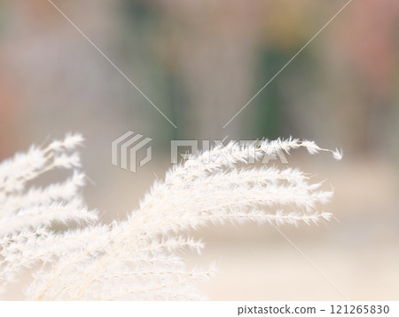Ears of a Japanese cedar. 121265830