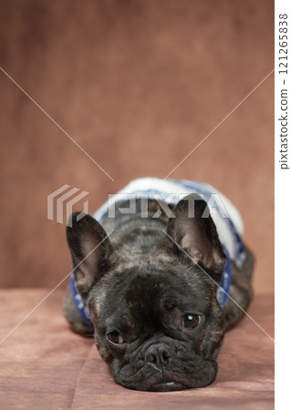 French bulldog French bulldog 121265838