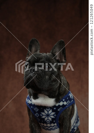 French bulldog 121265849
