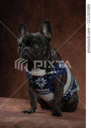 法國鬥牛犬 121265869
