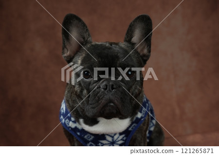 法國鬥牛犬 121265871