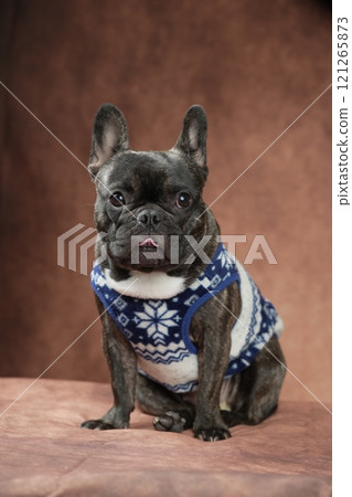 French bulldog French bulldog 121265873
