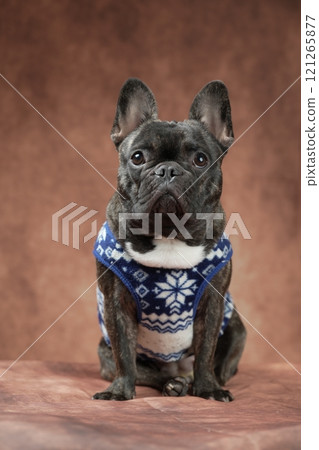 French bulldog French bulldog 121265877