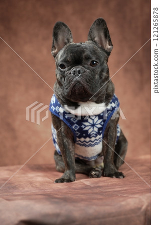 法國鬥牛犬 法國鬥牛犬 121265878