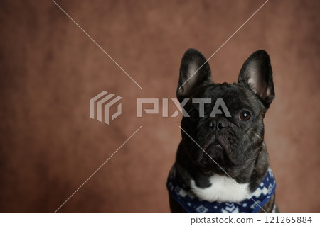 French bulldog French bulldog 121265884