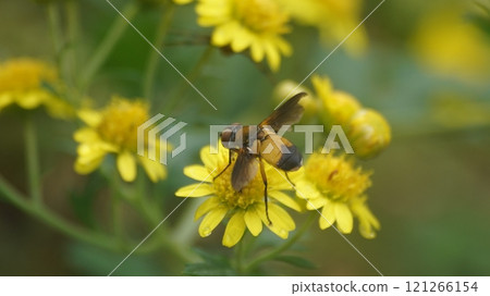 吸食日本狐尾樹花蜜的中國蒼蠅 吸食日本狐尾樹花蜜的中國蒼蠅 121266154