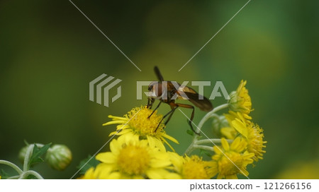 Chinese stag fly sucking nectar from a dwarf daisy 121266156