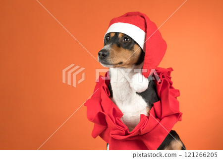 portrait of a basenji dog in a Santa hat on an orange background 121266205