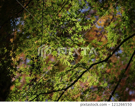 Maple leaves before turning red 121266550
