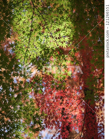 Red and green maples 121266551