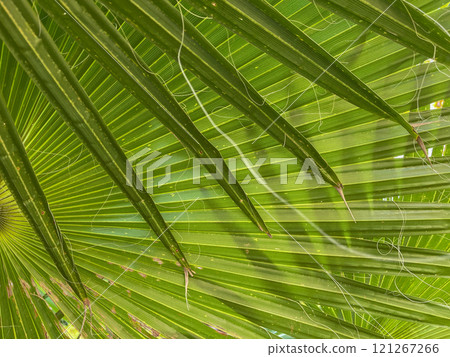 Palm leaf texture. Palm leaf closeup. Striped leaf. Selective focus. Palm leaf texture. Palm leaf closeup. Striped leaf. Selective focus. 121267266