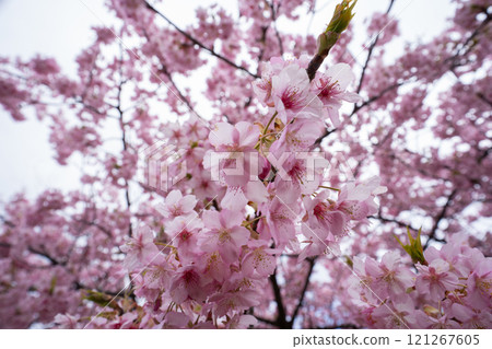 Kawazu cherry blossoms in early March Kawazu cherry blossoms in early March 121267605