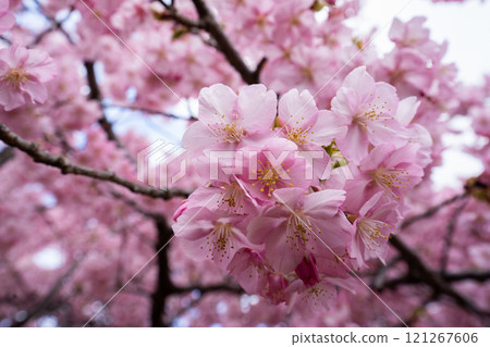Kawazu cherry blossoms in early March Kawazu cherry blossoms in early March 121267606