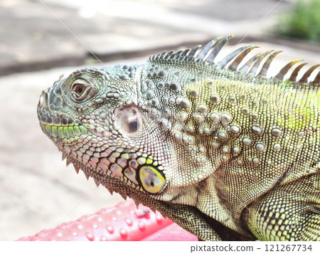 the head of a vibrant green iguana. 121267734
