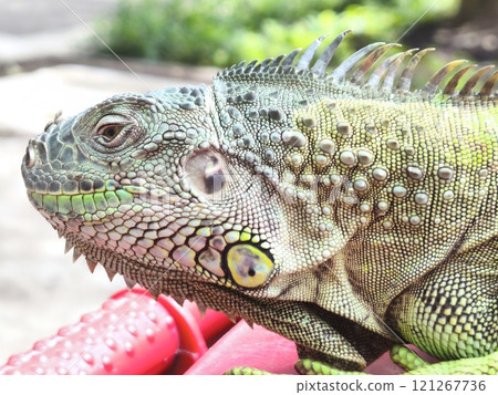 the head of a vibrant green iguana. 121267736