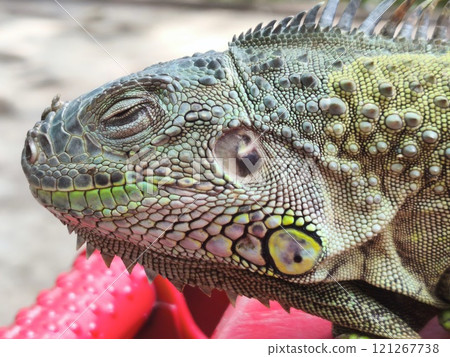 the head of a vibrant green iguana. 121267738