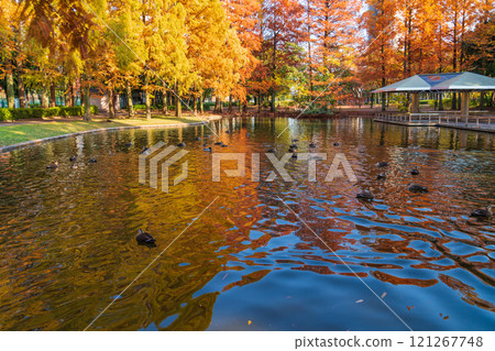 神宮東公園、紅葉水杉(愛知縣名古屋市) 神宮東公園、紅葉水杉(愛知縣名古屋市) 121267748