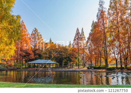 神宮東公園、紅葉水杉（愛知縣名古屋市） 121267750
