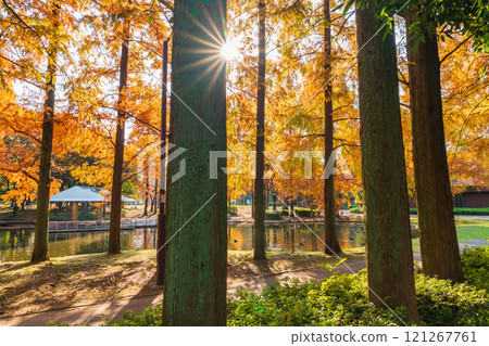 Metasequoia trees turning red in autumn at Jingu Higashi Park (Nagoya, Aichi Prefecture) Metasequoia trees turning red in autumn at Jingu Higashi Park (Nagoya, Aichi Prefecture) 121267761