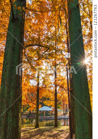 Metasequoia trees turning red in autumn at Jingu Higashi Park (Nagoya, Aichi Prefecture) Metasequoia trees turning red in autumn at Jingu Higashi Park (Nagoya, Aichi Prefecture) 121267763