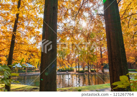 Metasequoia trees turning red in autumn at Jingu Higashi Park (Nagoya, Aichi Prefecture) 121267764