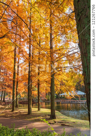 Metasequoia trees turning red in autumn at Jingu Higashi Park (Nagoya, Aichi Prefecture) 121267766