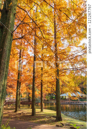 Metasequoia trees turning red in autumn at Jingu Higashi Park (Nagoya, Aichi Prefecture) Metasequoia trees turning red in autumn at Jingu Higashi Park (Nagoya, Aichi Prefecture) 121267767
