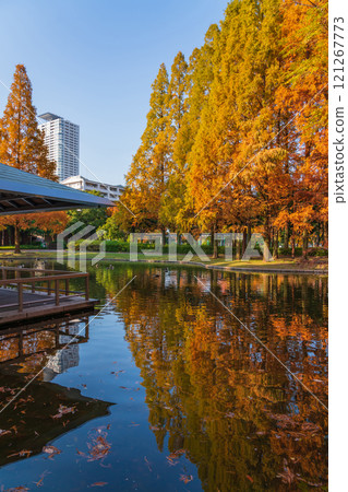 Metasequoia trees turning red in autumn at Jingu Higashi Park (Nagoya, Aichi Prefecture) 121267773