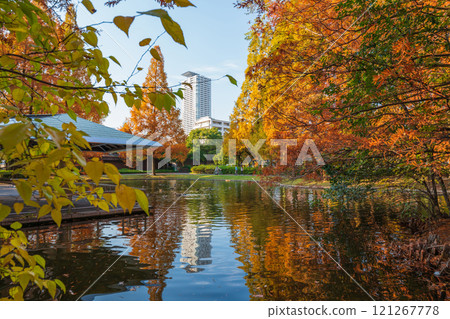 Metasequoia trees turning red in autumn at Jingu Higashi Park (Nagoya, Aichi Prefecture) Metasequoia trees turning red in autumn at Jingu Higashi Park (Nagoya, Aichi Prefecture) 121267778