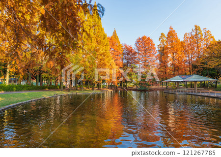 Metasequoia trees turning red in autumn at Jingu Higashi Park (Nagoya, Aichi Prefecture) Metasequoia trees turning red in autumn at Jingu Higashi Park (Nagoya, Aichi Prefecture) 121267785