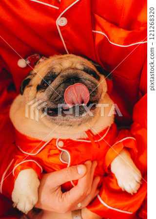 pug in santa costume sitting on white sofa pug in santa costume sitting on white sofa 121268320