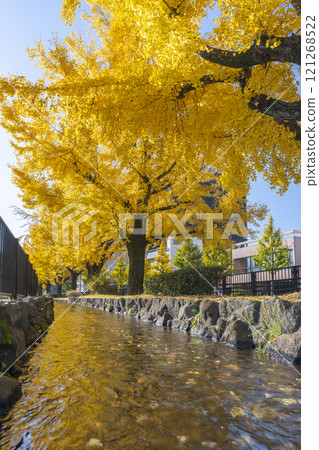 Autumn in Kyoto: Ginkgo trees along Horikawa-dori 121268522