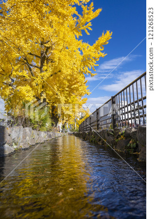 京都秋季堀川大道兩旁的銀杏樹 121268523
