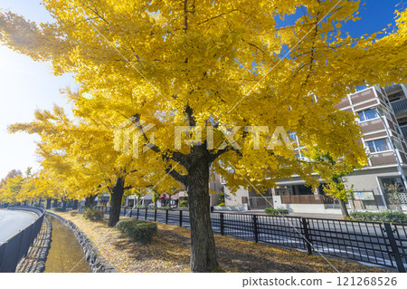 Autumn in Kyoto: Ginkgo trees along Horikawa-dori 121268526