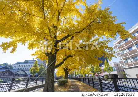 Autumn in Kyoto: Ginkgo trees along Horikawa-dori 121268528