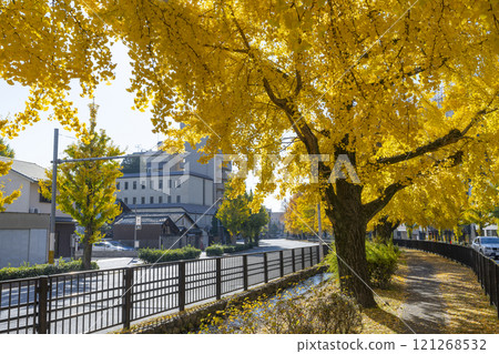 Autumn in Kyoto: Ginkgo trees along Horikawa-dori Autumn in Kyoto: Ginkgo trees along Horikawa-dori 121268532