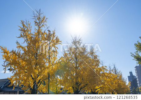 Autumn in Kyoto: Ginkgo trees along Horikawa-dori 121268535