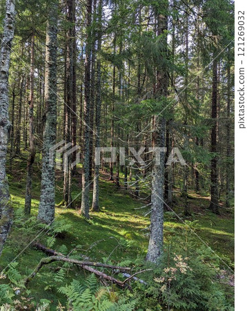 the forest and trees on hillsides in Norway the forest and trees on hillsides in Norway 121269032