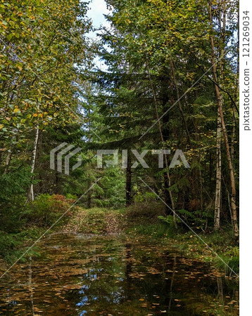 the forest road flooded by flood in Norway the forest road flooded by flood in Norway 121269034