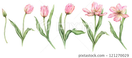 Set of Pastel pink light yellow Tulips and open bud watercolor illustration isolated on white background. Hand drawn delicate garden spring perennial bulbous flower for spring wedding design or card. 121270029