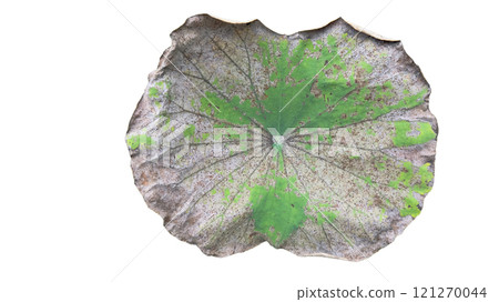 Cut out image of an almost dry lotus leaf on a white background with clipping paths. Ideal for various design projects and educational purposes. Cut out image of an almost dry lotus leaf on a white background with clipping paths. Ideal for various design projects and educational purposes. 121270044