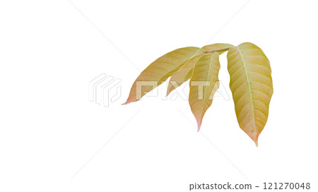 Cut out of young Queen Crepe Myrtle on a white background with clipping paths. The detailed structure emphasizing the leaves natural beauty and form. 121270048
