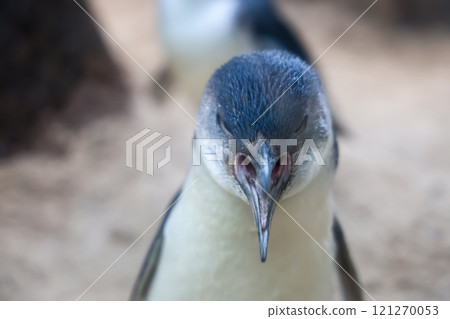 The Fairy penguin or blue penguin is so cute and local animal in phillip island,Australia The Fairy penguin or blue penguin is so cute and local animal in phillip island,Australia 121270053