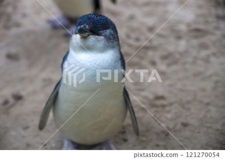 The Fairy penguin or blue penguin is so cute and local animal in phillip island,Australia 121270054