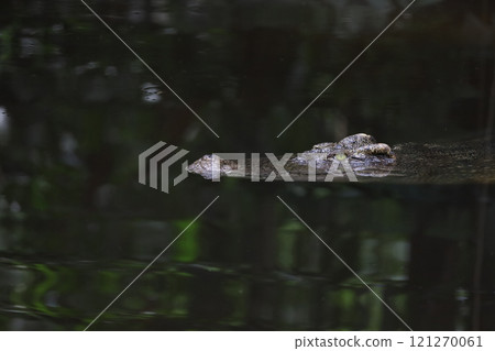 Close up salt crocodile is show head in river Close up salt crocodile is show head in river 121270061