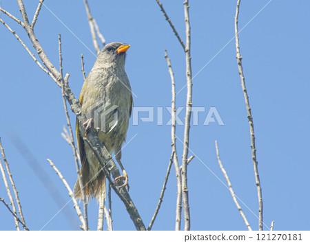 Pampa finch perched on a branch Pampa finch perched on a branch 121270181